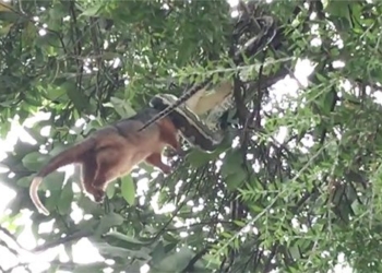 hearing the sounds of a man witnessing a terrifying scene on tree 134093