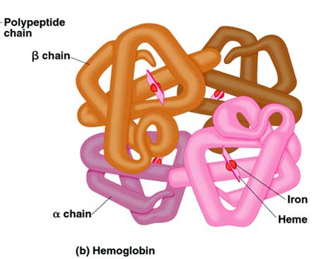 Molecular Model of Hemoglobin