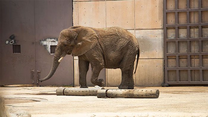 Execution by elephant was used to punish serious crimes