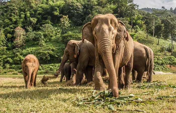 The use of elephant execution gradually declined in most countries by the 19th and 20th centuries.