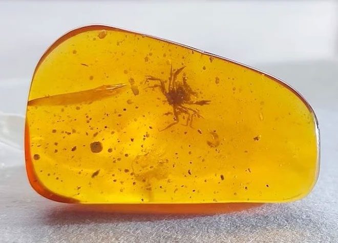 Amber containing the inclusion of the crab Cretapsara athanata from 100 million years ago