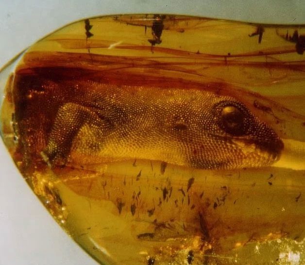 Baltic amber containing the gecko Yantarogekko balticus