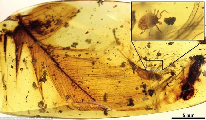 An immature tick clinging to a dinosaur feather preserved in Myanmar amber