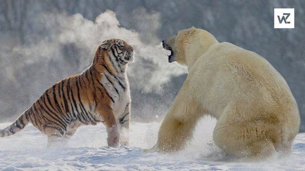 Siberian Tigers and Polar Bears are among the fiercest predators on the planet.