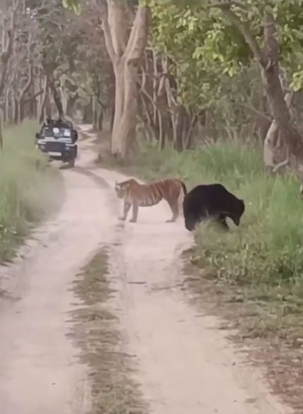 The encounter between the female tiger and the sloth bear.