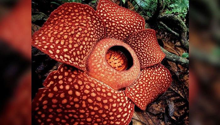 The largest flower in the world, Rafflesia