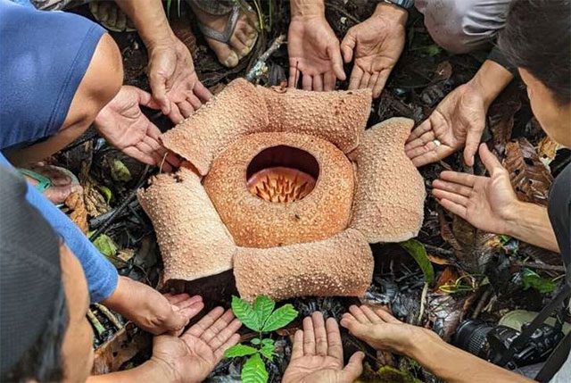 The largest flower in the world, Rafflesia