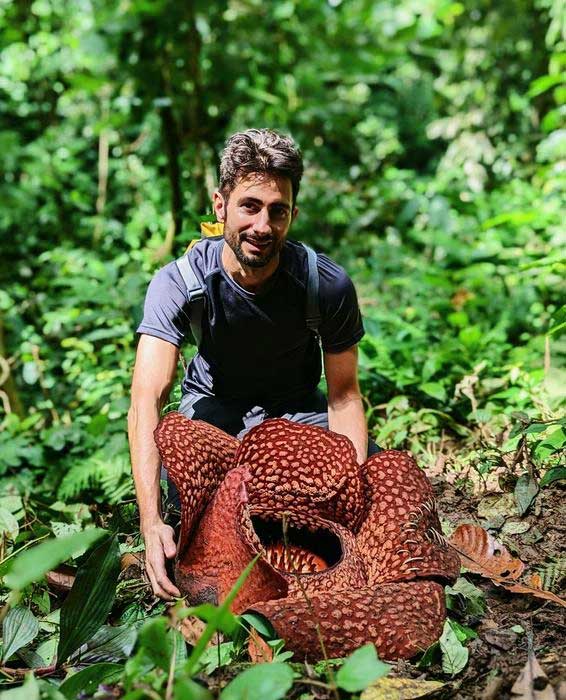 The largest flower in the world, Rafflesia