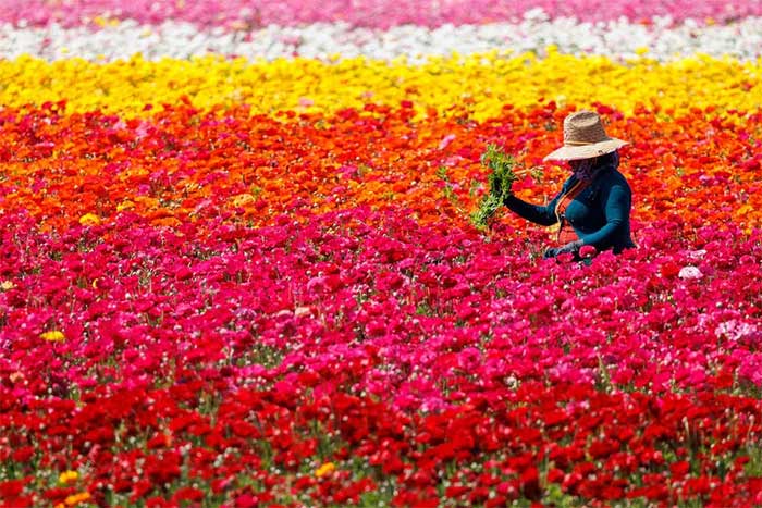 Giant Tecolote Ranunculus flowers at the Flower Fields in Carlsbad, California, USA.