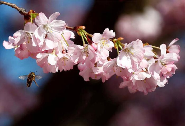 Cherry blossoms attract bees for pollination.