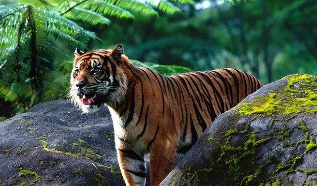 This project aims to restore the wild nature of the South China Tiger.