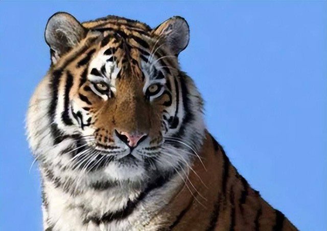 In 2007, the first generation of South China Tigers in Africa was born.