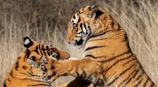 Since 2003, South China Tigers have been brought to the African savannah.