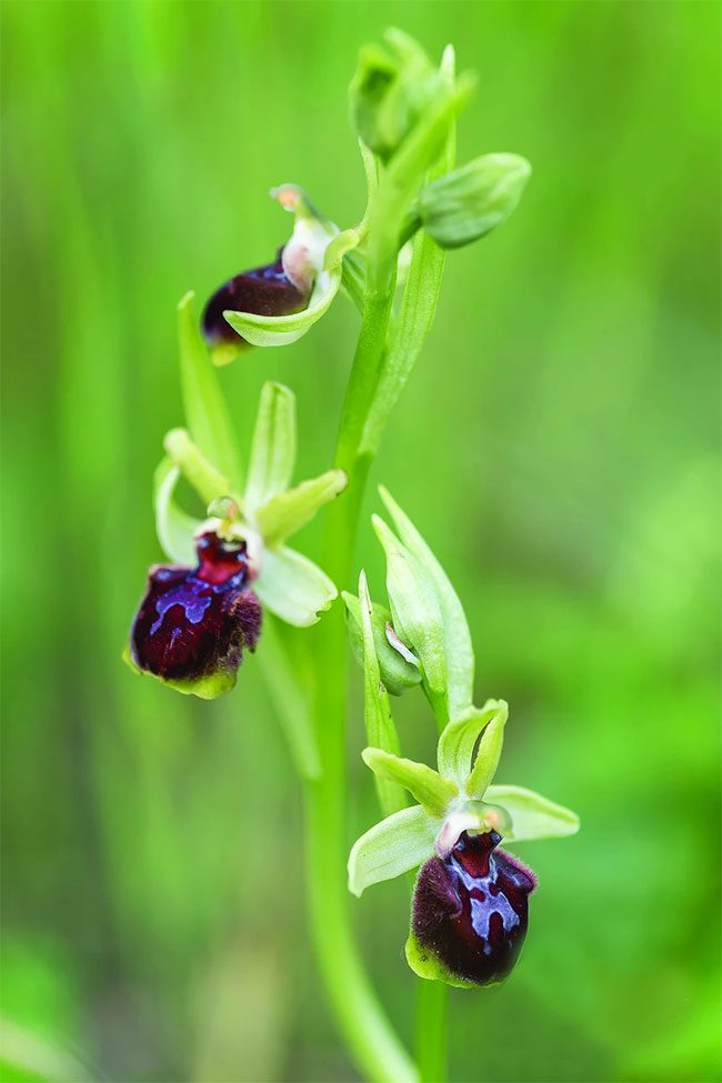 Hybrid orchid “Ophrys montalciniae”