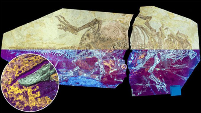 Fossilized skin of the dinosaur under UV light.