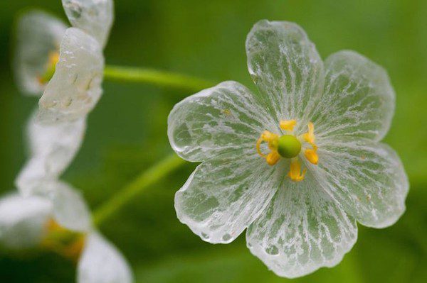 Transparent flowers when it rains