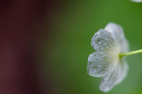 Transparent flowers when it rains