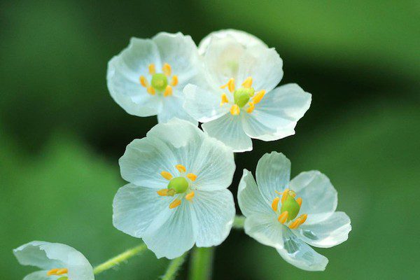 Transparent flowers when it rains