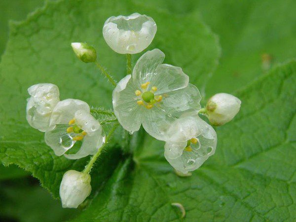 Transparent flowers when it rains