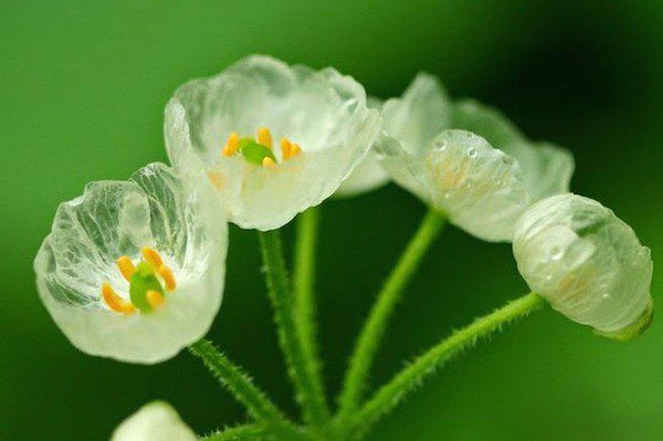 Transparent flowers when it rains