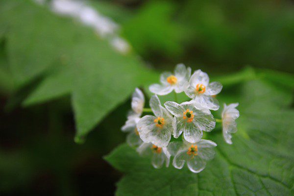 Transparent flowers when it rains