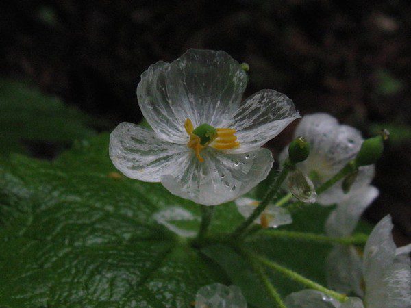 Transparent flowers when it rains