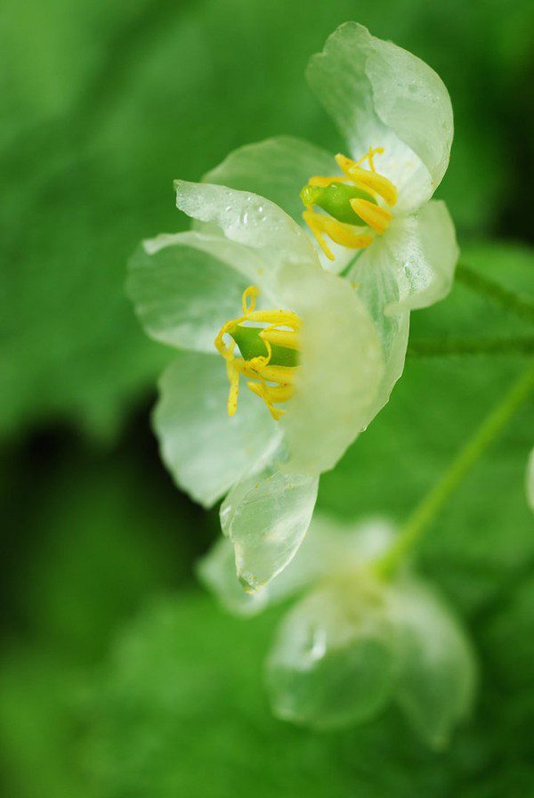 Transparent flowers when it rains