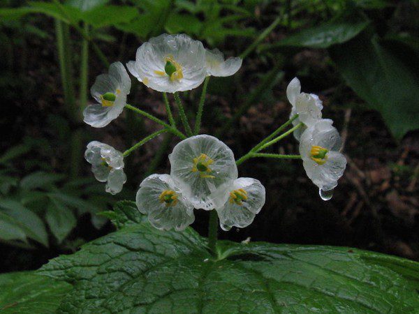 Transparent flowers when it rains