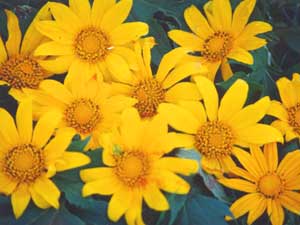 Chrysanthemum