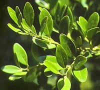hoang duong buxus sinica rehd ct wils 5066