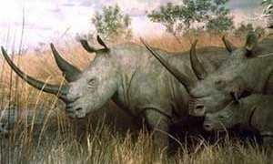 hon 152 species of rare animals and plants at risk of extinction 5033