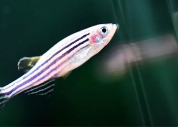 how chinese fish species are sent to space and adapt 134615