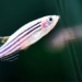 how chinese fish species are sent to space and adapt 134615