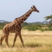how did advanced species evolve to become special 134204