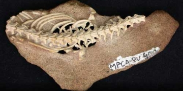 hundreds of millions of years ago snakes used to have legs 4996