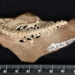 hundreds of millions of years ago snakes used to have legs 4996