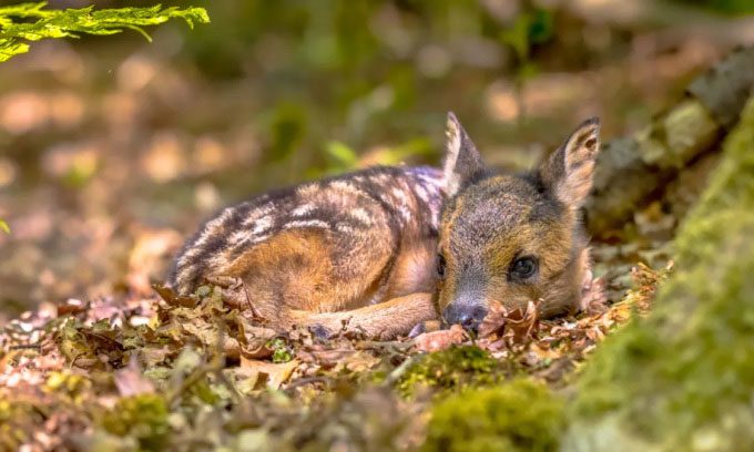 If you see a fawn lying alone in the forest, its mother is likely nearby.