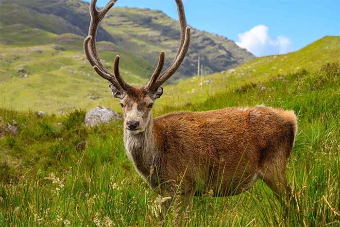 Callum the Stag is well-known to tourists at the Beinn Eighe parking area near Torridon Mountain.