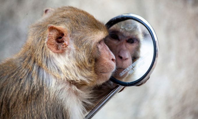 A monkey looking in the mirror at a temple in Jaipur, India.