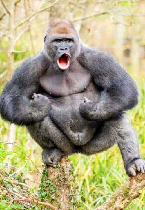 Gorillas have a higher muscle density than humans.