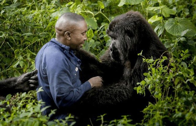 The bodies of gorillas and humans respond differently to physical activity.