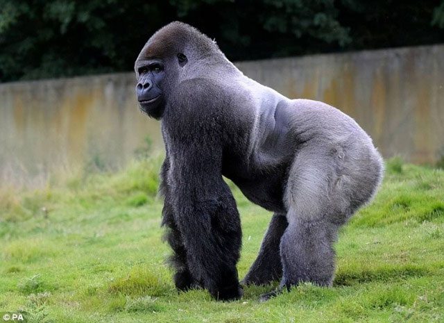 The natural habitat of gorillas also plays an important role.