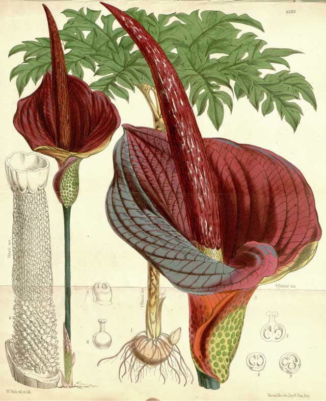 Illustration of the konjac plant in Curtis's Botanical Magazine.