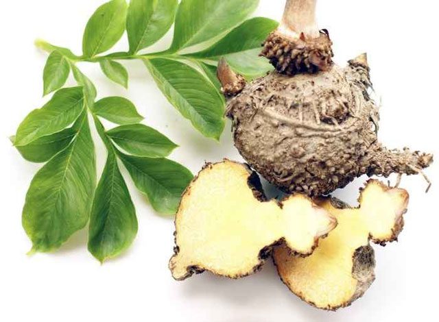 Konjac grows wild across the mountainous provinces of Vietnam.