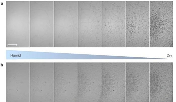 Cracked peptide glass self-healing