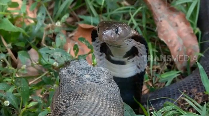 The king cobra actively attacked a monitor lizard.