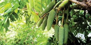 ky la loai qua mat mot nam moi chin an xanh la doc 135178 translates to strange fruit of the year fully ripe green unique 135178