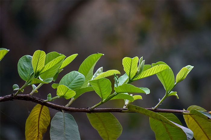 Guava leaf extracts have been shown to have anti-cancer effects.