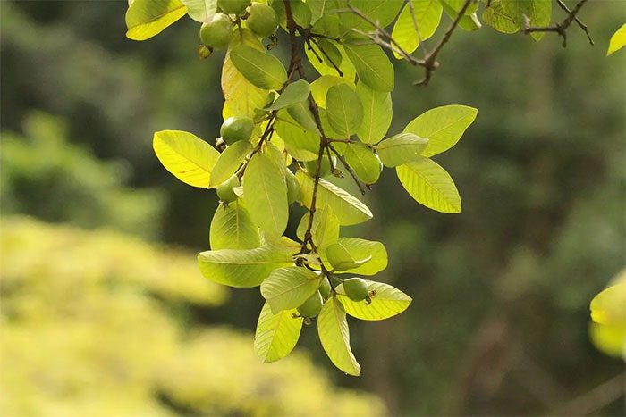 Young guava leaves and buds are widely used in remedies for diarrhea.