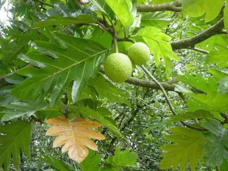 Chayote is grown across tropical regions, including the southern provinces of Vietnam.